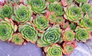 Hens And Chicks Colony,
Shutterstock.com
New York, NY