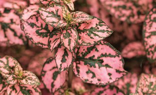 Hippo Pink Polka Dot Plant, Pink And Green Leaves, Pink Polka Dot Plant
Proven Winners
Sycamore, IL