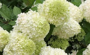 Limelight Hydrangea, Panicle Hydrangea, Paniculata, Green Flower
Proven Winners
Sycamore, IL