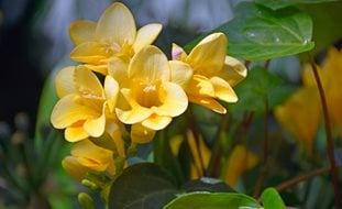 Yellow Freesia Flower, Yellow Flower
Shutterstock.com
New York, NY
