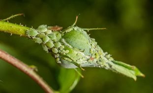 Aphids, Rosebud, Aphid Infestation, Green Aphids
Shutterstock.com
New York, NY