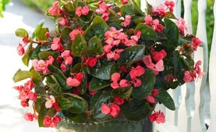 Begonia Surefire Rose, Pink Begonia, Potted Begonia
Proven Winners
Sycamore, IL