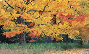 Fall Foliage, Sugar Maple Tree
Garden Design
Calimesa, CA