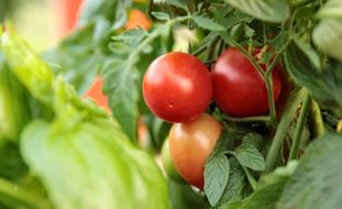Garden Gem Tomatoes On Vine, Lycopersicon Esculentum
Proven Winners
Sycamore, IL
