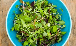 Growing Microgreens, Edibles
Garden Design
Calimesa, CA