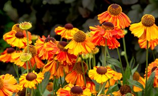 Helenium Mardi Gras
Garden Design
Calimesa, CA