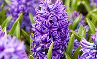 Hyacinthus Orientalis, Blue Jacket
Alamy Stock Photo
Brooklyn, NY