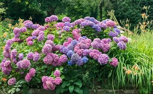 Hydrangea, Color, Pink, Purple, Blue
Alamy Stock Photo
Brooklyn, NY