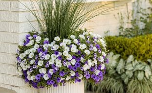 Petunias In White Pot, Growing Petunias In Pots
Proven Winners
Sycamore, IL