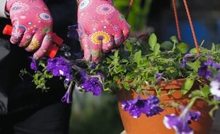 Prunig Petunias, Cutting Back Petunias
Shutterstock.com
New York, NY