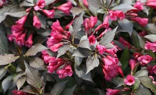 Spilled Wine Weigela, Dark Foliage, Flowering Shrub
Proven Winners
Sycamore, IL