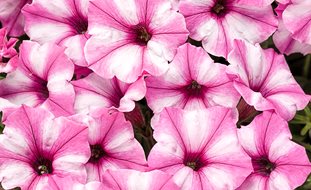 Supertunia Mini Vista Pink Star, Pink And White Petunia
Proven Winners
Sycamore, IL