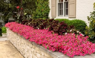 Supertunia Vista Paradise, Pink Petunias In Planter
Proven Winners
Sycamore, IL