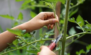 Trimming Tomato Suckers, Tomato Suckers
Shutterstock.com
New York, NY