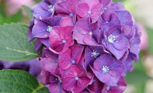 Wee Bit Grumpy Hydrangea, Hydrangea Macrophylla
Proven Winners
Sycamore, IL
