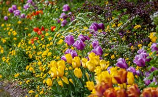 Spring Garden, Spring Flowers
Ornamental Grasses in Pots 
Unsplash