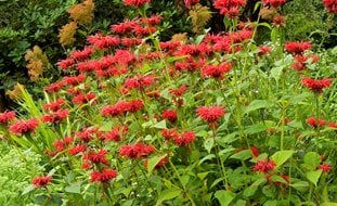Bee Balm Plants, Native Garden Plants
Garden Design
Calimesa, CA