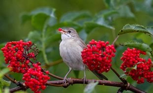 Bird, Berry Bush, Red Berries
Shutterstock.com
New York, NY