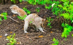 Gray Squirrel, Squirrel Digging, Garden Pest
Shutterstock.com
New York, NY