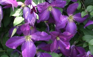 Happy Jack Clematis, Clematis Hybrid, Purple Flower, Flowering Vine
Proven Winners
Sycamore, IL