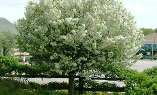 Lollipop Crabapple Tree, Malus 'lollizam', White Flowering Tree
Spring Meadow Nursery
Grand Haven, MI