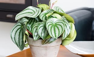 Peperomia Argyreia, Striped Houseplant
Floradania