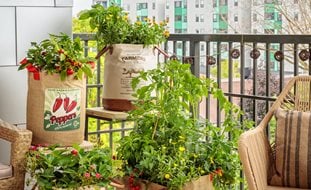 Balcony Vegetable Garden, Vegetable Containers
Proven Winners
Sycamore, IL