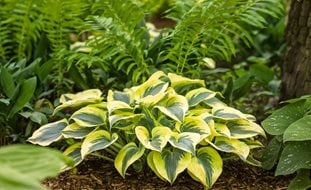 Hosta Autumn Frost, Shade Plant, Variegated Foliage
Proven Winners
Sycamore, IL