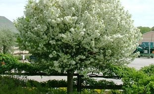 Lollipop Crabapple Tree, Malus 'lollizam', White Flowering Tree
Spring Meadow Nursery
Grand Haven, MI