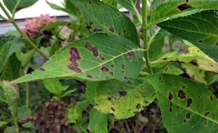 Anthracnose On Hydrangea Leaf, Plant Fungal Disease
7 Elegant Watering Essentials
Shutterstock.com
New York, NY