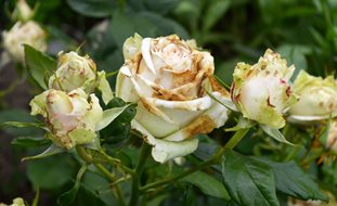 Botrytis Blight On Roses, Fungal Disease On Roses
7 Elegant Watering Essentials
Shutterstock.com
New York, NY
