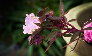 Rose With Rose Rosette Disease, Witches Broom Rose Rosette
7 Elegant Watering Essentials
Shutterstock.com
New York, NY