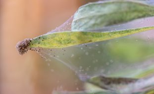 Spider Mites On Houseplant, Houseplant Pests
7 Elegant Watering Essentials
Shutterstock.com
New York, NY