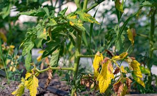Yellow Leaves, Tomato Plant
7 Elegant Watering Essentials
Shutterstock.com
New York, NY