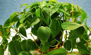 Heartleaf Philodendron
Desert Garden Succulents & Cacti
Shutterstock.com
New York, NY