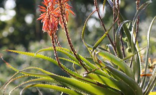 Aloe, Aloe Plant, Succulent
Shutterstock.com
New York, NY