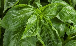 Amazel Basil, Basil Plant, Herb
Proven Winners
Sycamore, IL