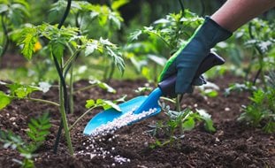 Gardening For Beginners