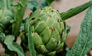 Artichoke, Spring Vegetable
Pixabay