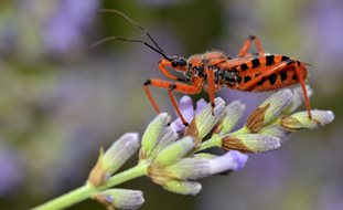 Assassin Bug
Shutterstock.com
New York, NY