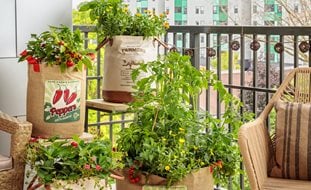 Balcony Vegetable Garden, Vegetable Containers
Proven Winners
Sycamore, IL