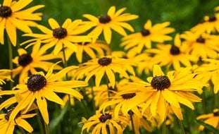 Black Eyed Susan, Rudbeckia
Pixabay
