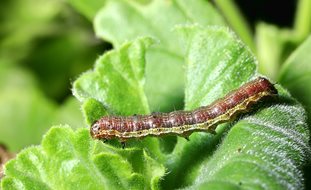 Budworm, Geranium Leaf
Garden Design
Calimesa, CA