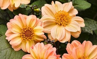 Dalightful Georgia Peach Dahlia, Peach Colored Flower
Proven Winners
Sycamore, IL