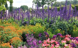 Flowers, Garden, Purple Spires
Garden Design
Calimesa, CA