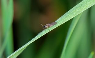 Fungus Gnat, Houseplant Pest
Shutterstock.com
New York, NY