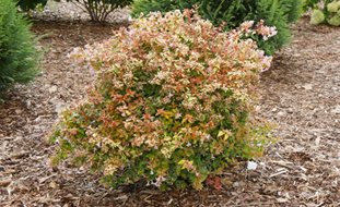 Funshine Abelia, Evergreen Shrub
Proven Winners
Sycamore, IL