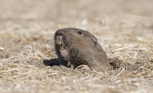 Gopher, Pocket Gopher
Shutterstock.com
New York, NY