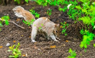 Gray Squirrel, Squirrel Digging, Garden Pest
Shutterstock.com
New York, NY