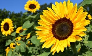 Helianthus, Yellow Flower
Pixabay